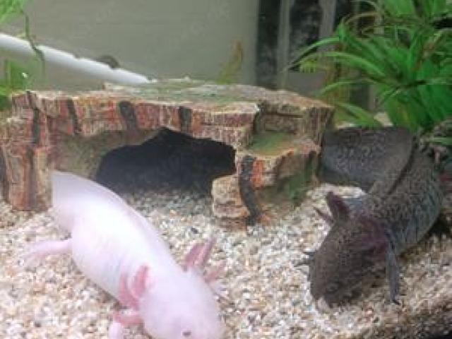 2 Axolotl mit komplett Aquarium und zubehör - 160L Becken + Schrank + Pumpe + Kühler - 1