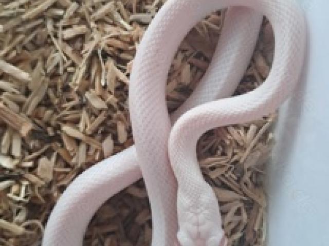 Snow palmetto 66% scaleless - 1